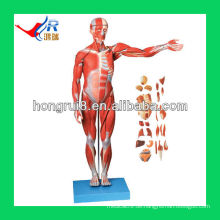 170cm Life Size Deluxe menschliche Muskel Anatomie Modell, menschliche Körper Anatomie Modell
